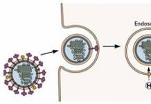 Peringkat dan mekanisme proses jangkitan dan pembiakan virus