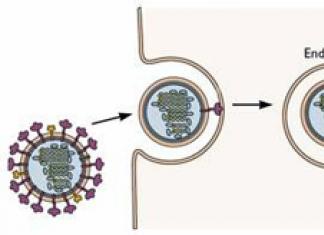 Stadia en mechanisme van het infectieproces en de reproductie van virussen
